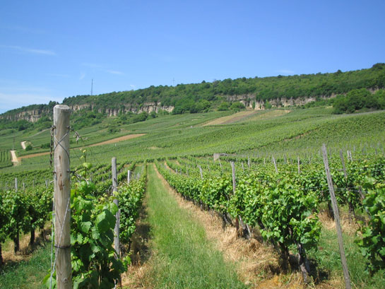 Vineyards